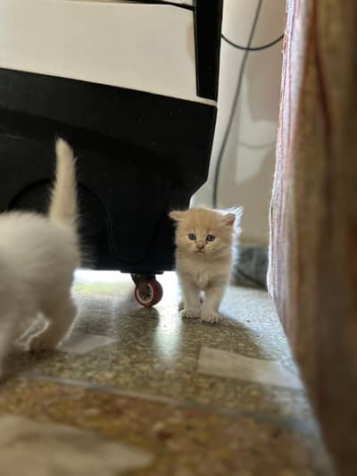 Persian kitten available