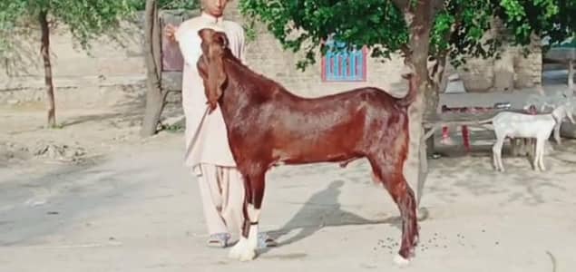 desi Bakra for sale