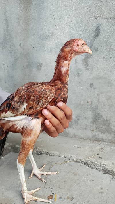 aseel hen