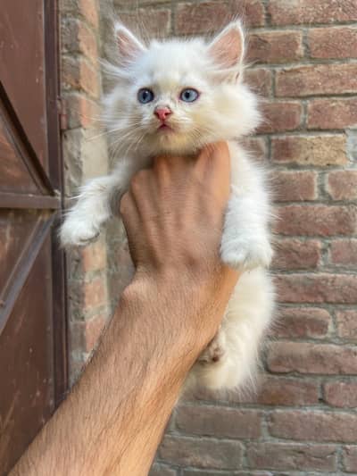 Persian male & female kittens
