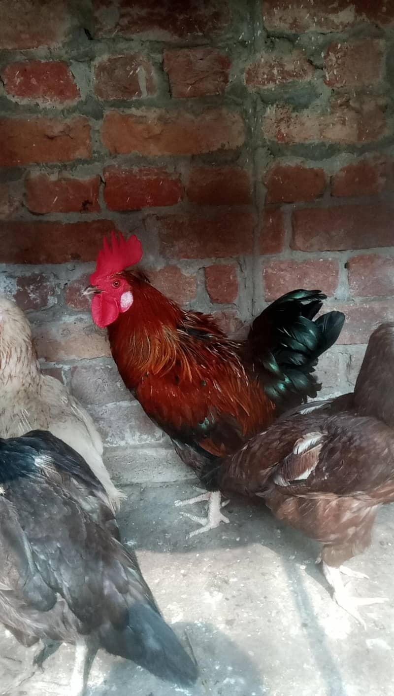 hen ok 0