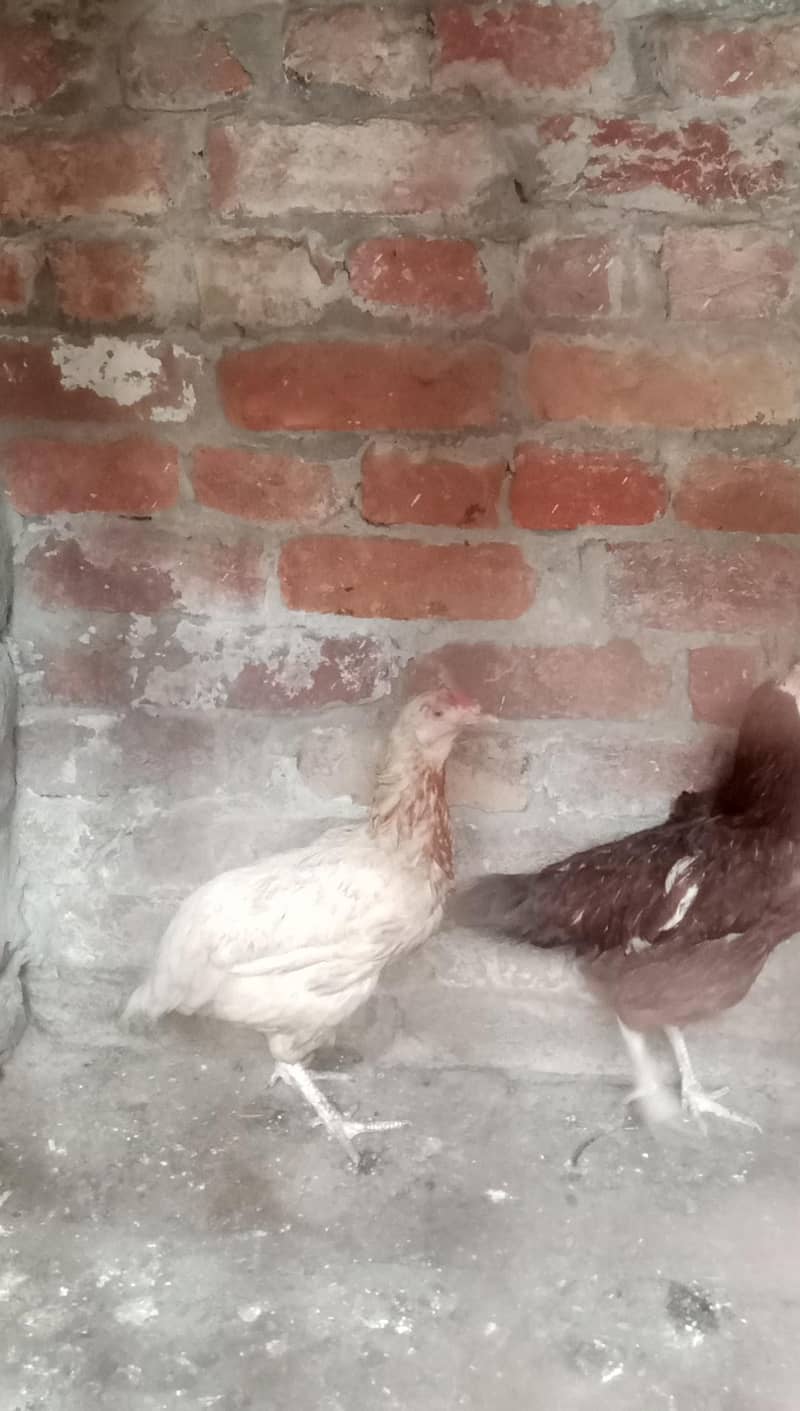 hen ok 1