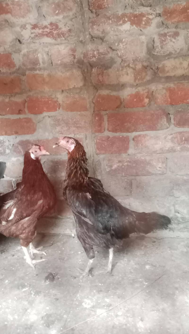 hen ok 2