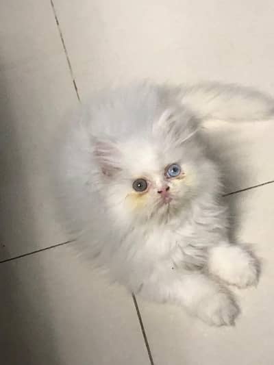pure punch face odd eyes male kitten