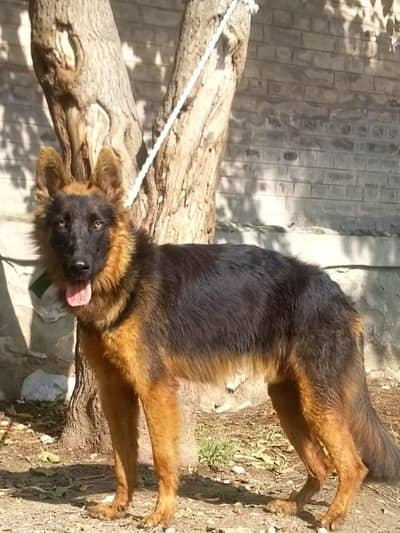 German Shepherd main long coat for sale