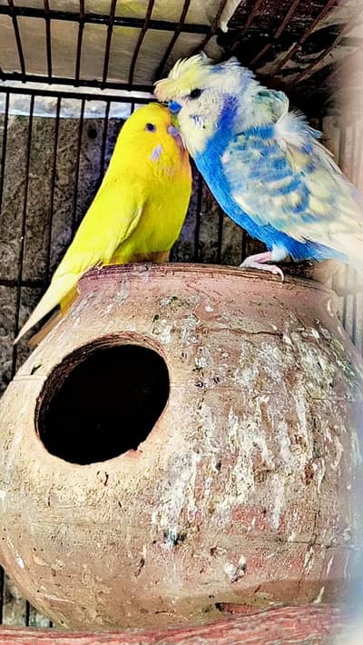 hogoromo split male or hogo exit yellow red eye female for sale