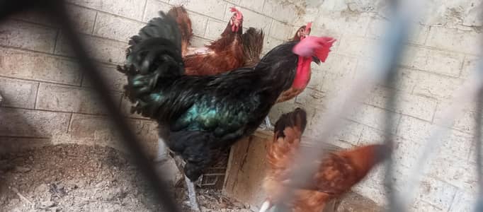 hens available