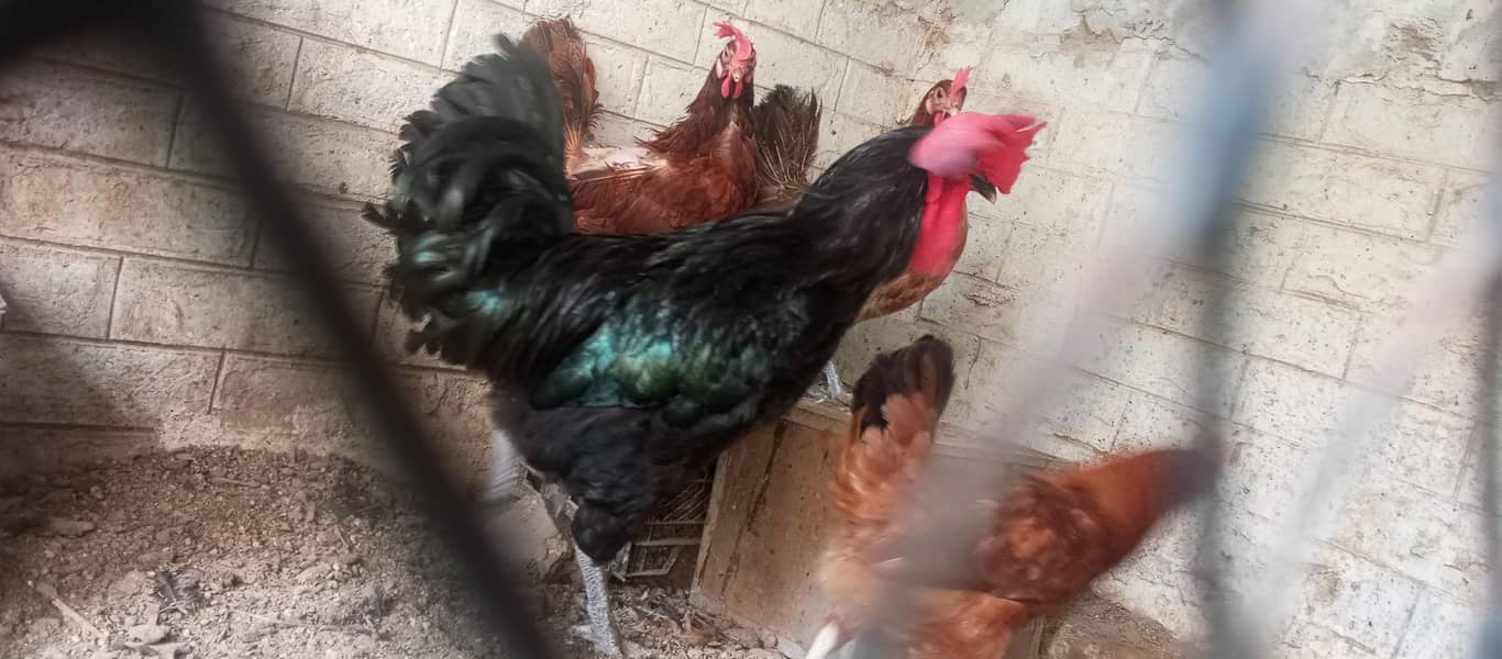 hens available 0
