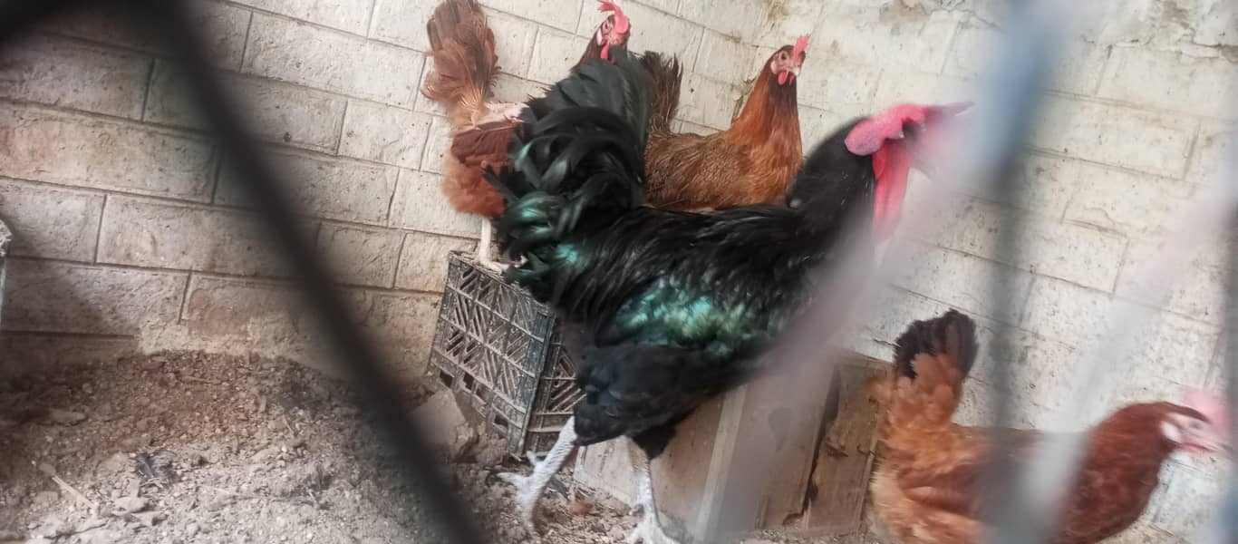 hens available 1