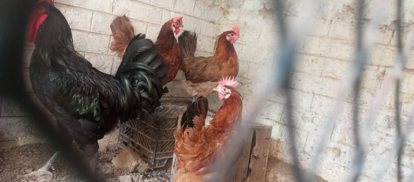 hens available 2