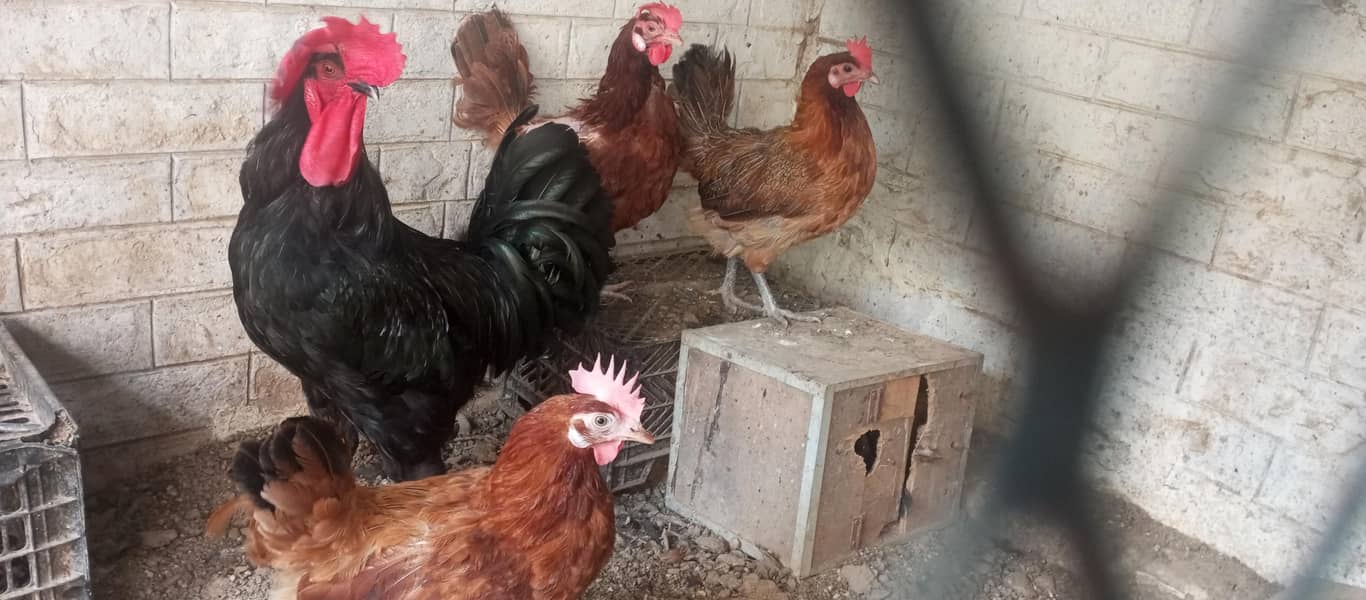hens available 3