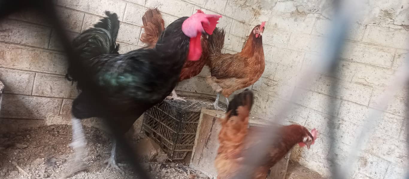 hens available 4