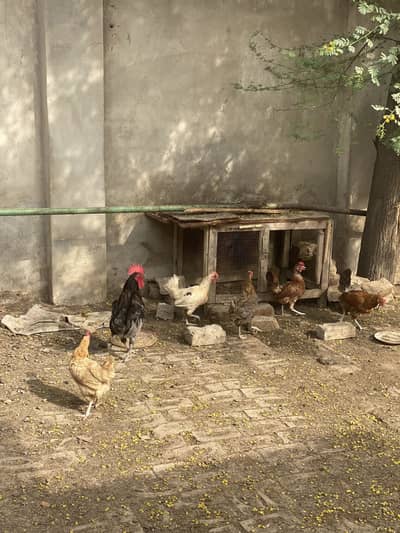 5 desi Madian sab eggs dae rhe hn