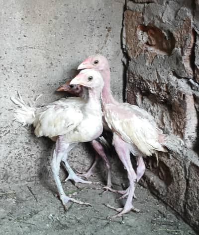 hira aseel chicks for sale