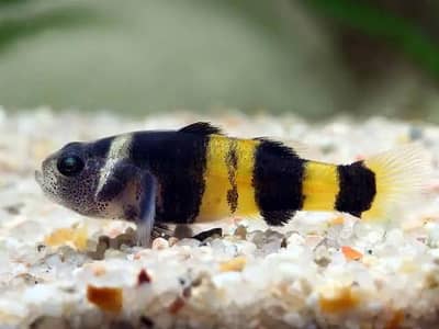 Bumble Bee, Avatar Guppy, Plants, Snail