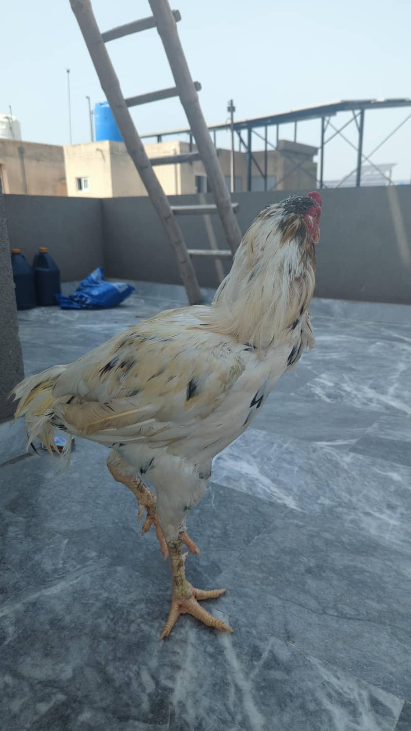 desi hens 0