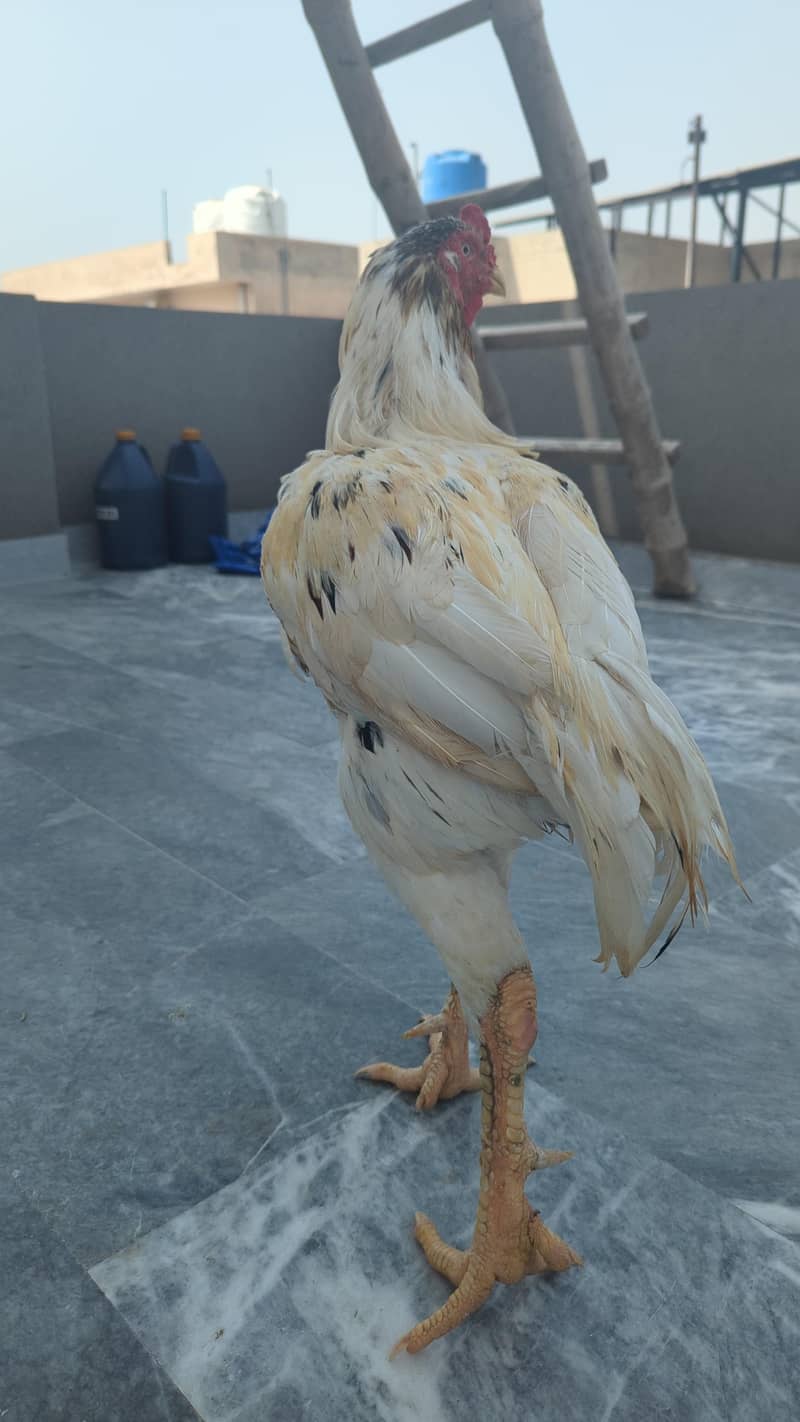desi hens 1