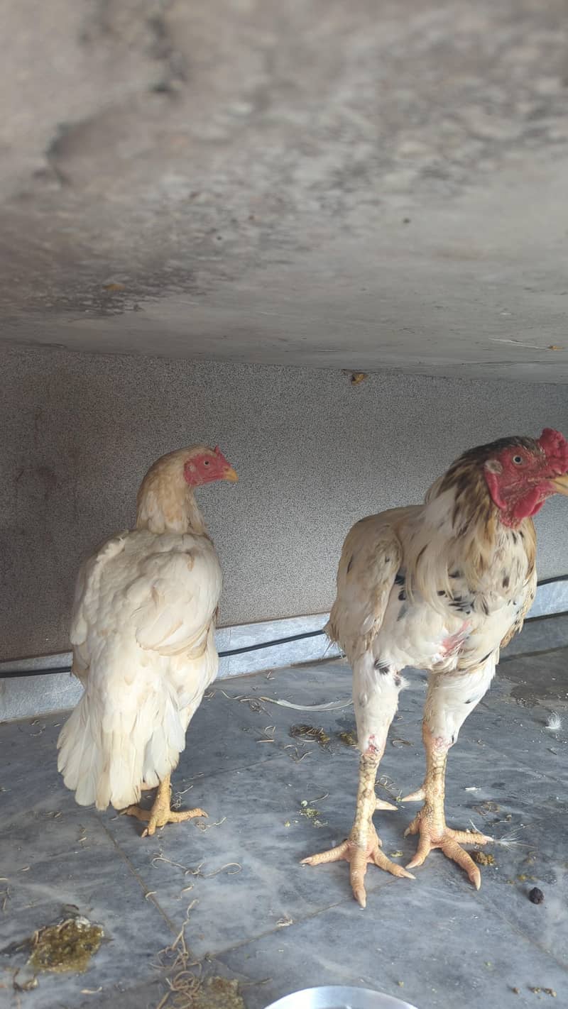desi hens 2