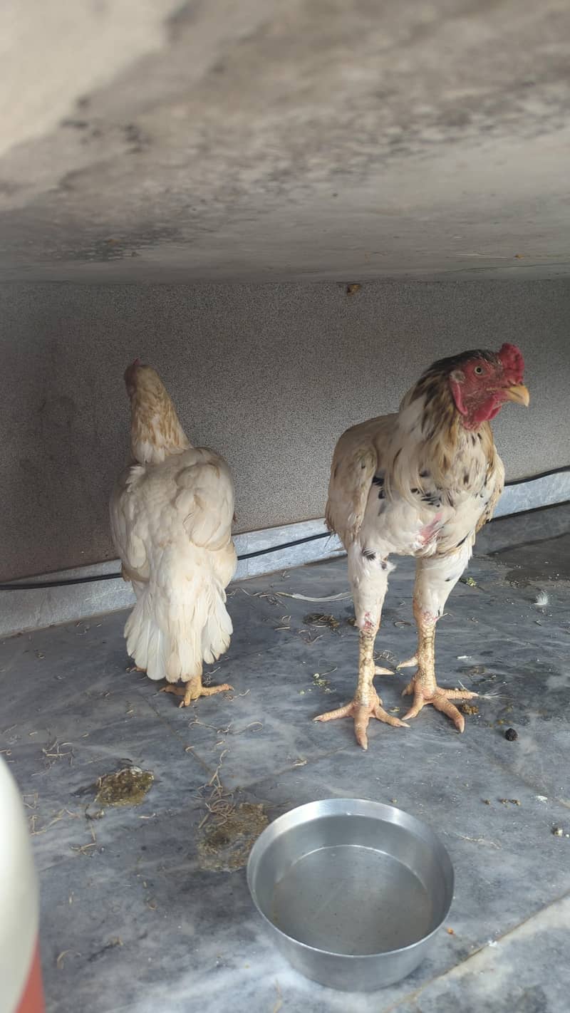 desi hens 3