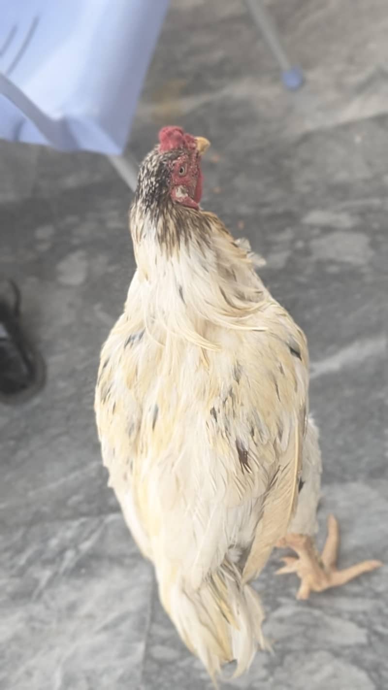 desi hens 4