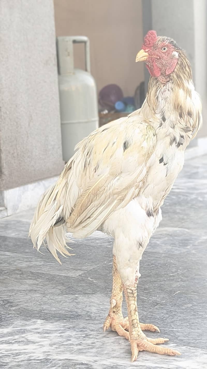 desi hens 5