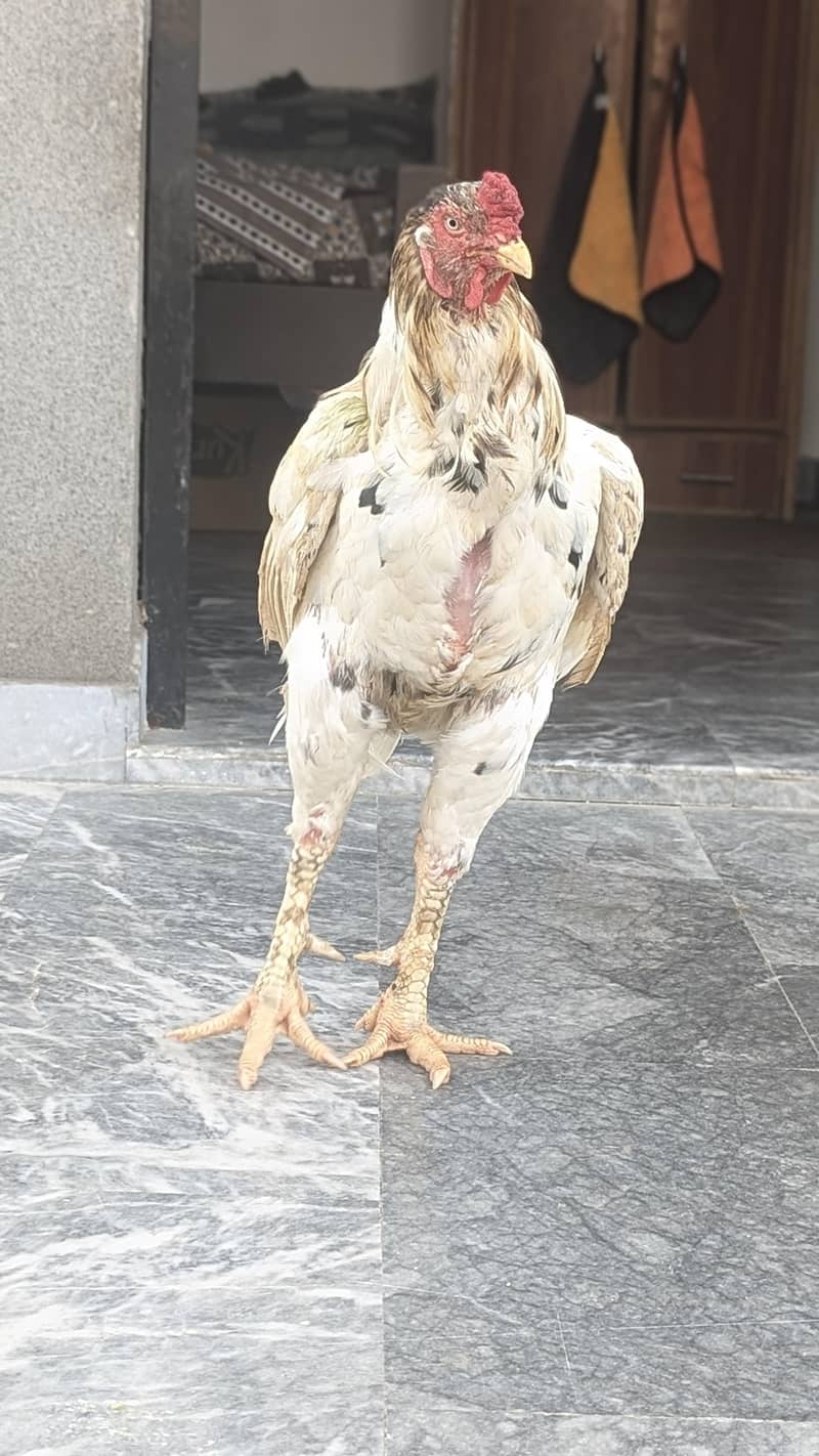 desi hens 6
