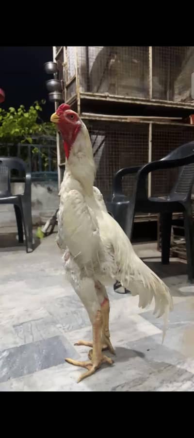 white shamo chiks chiks chiks