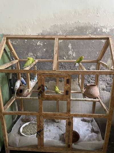 Birds