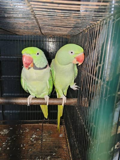 RAW PARROT