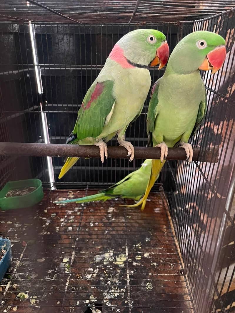 RAW PARROT 1