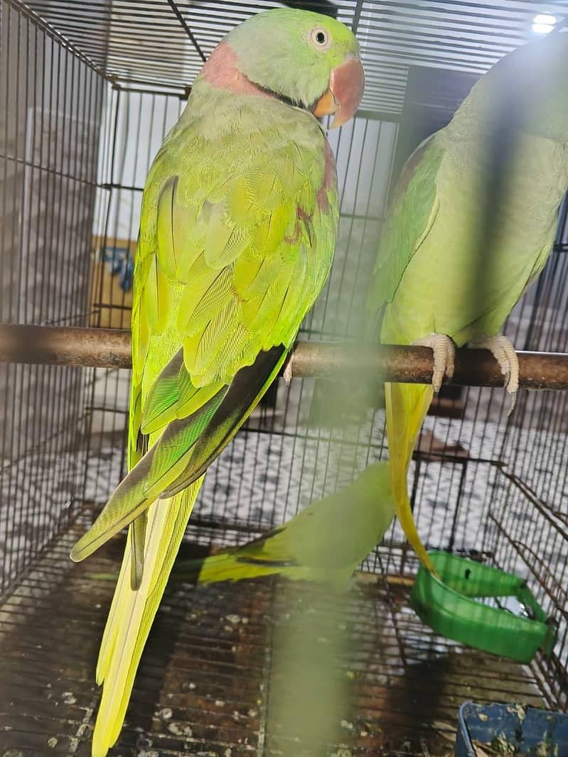 RAW PARROT 2
