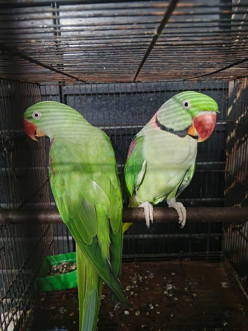 RAW PARROT 3