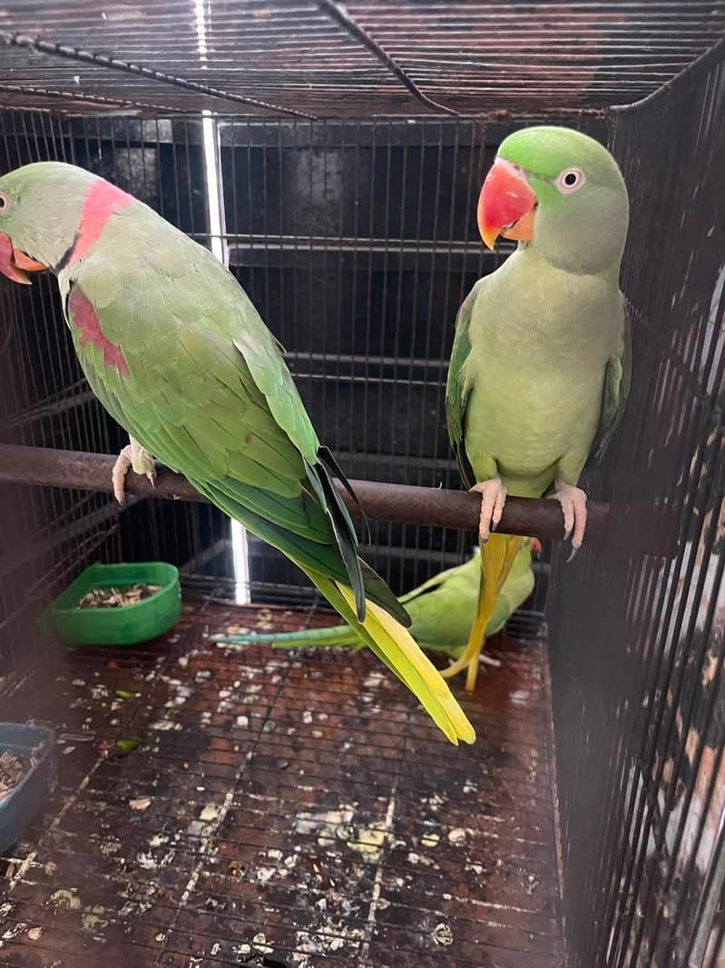 RAW PARROT 4