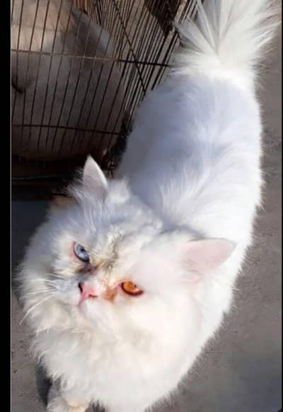 Cat for sale