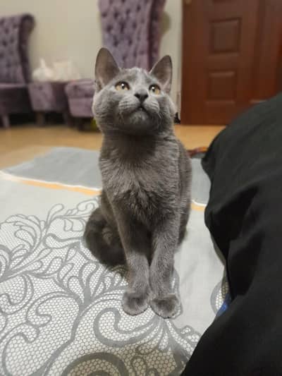 russian Blue kitten