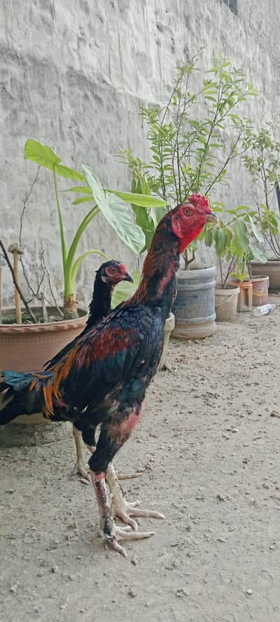aseel murga pakoya