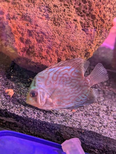 juvenile discus for sale