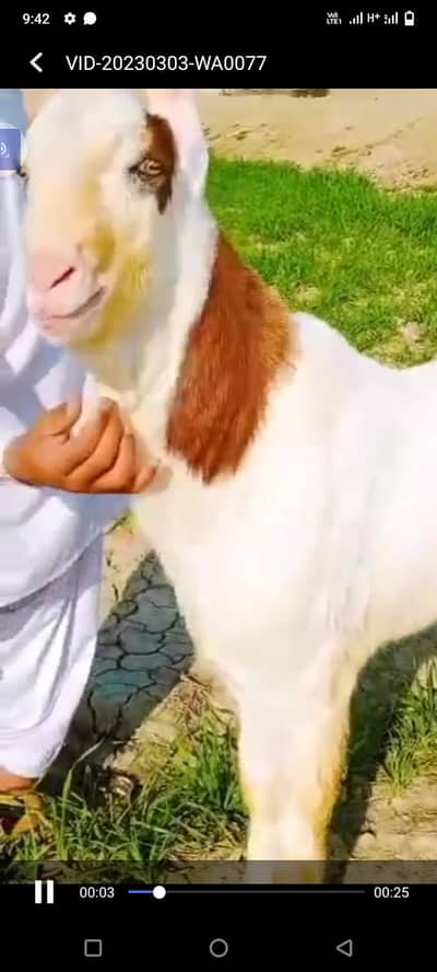 desi Bakra for sale