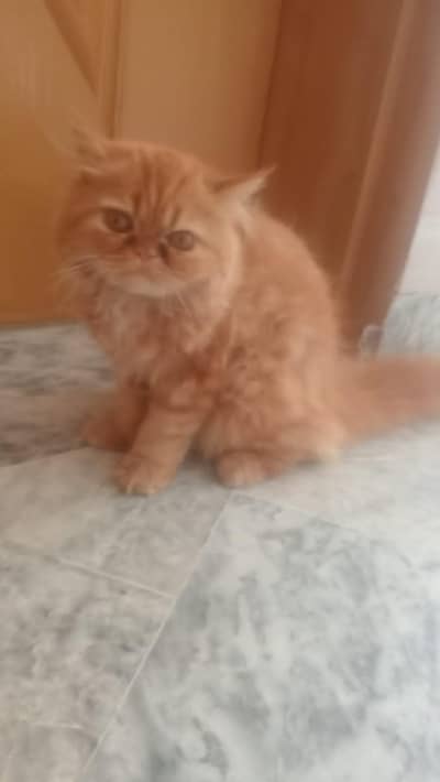 3 Male cats for sale