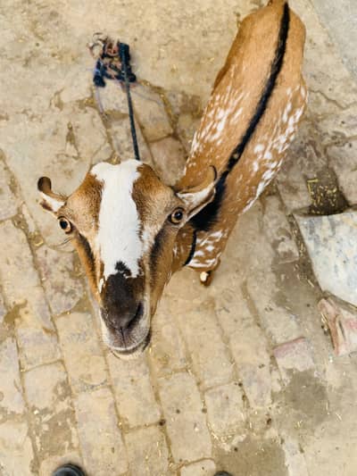 Barbari bakra top quality for sale
