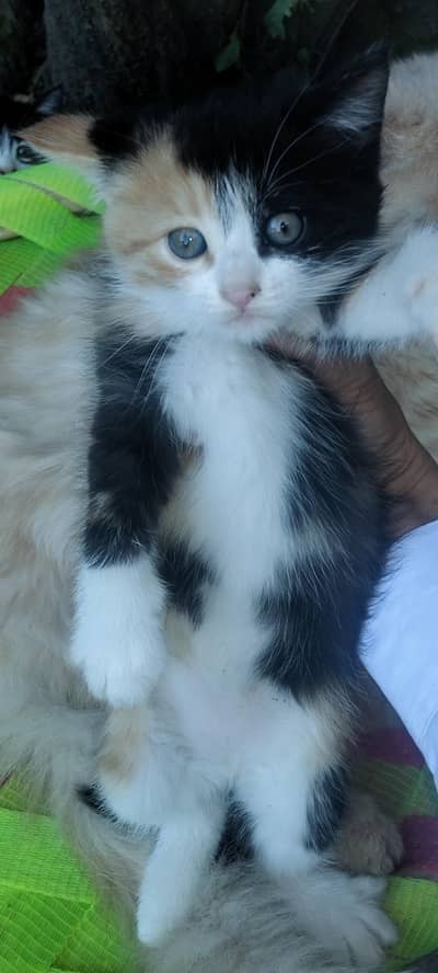 cat kids