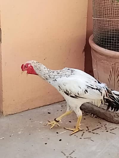 black white male / brown female aseel hens pair home breed