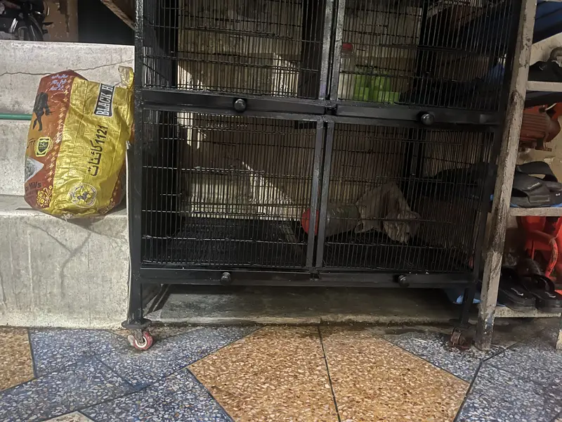Parrots cage for sale — photo 4