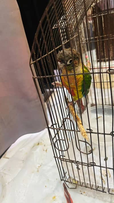 Green Cheeked conure