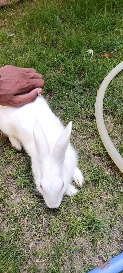 cute rabbits sale