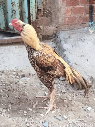 Aseel Morgha Male No Issues
