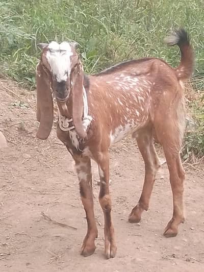 Makhi cheena bkra for  sale 0332,8500??739