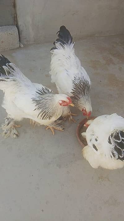 light brahma for sale