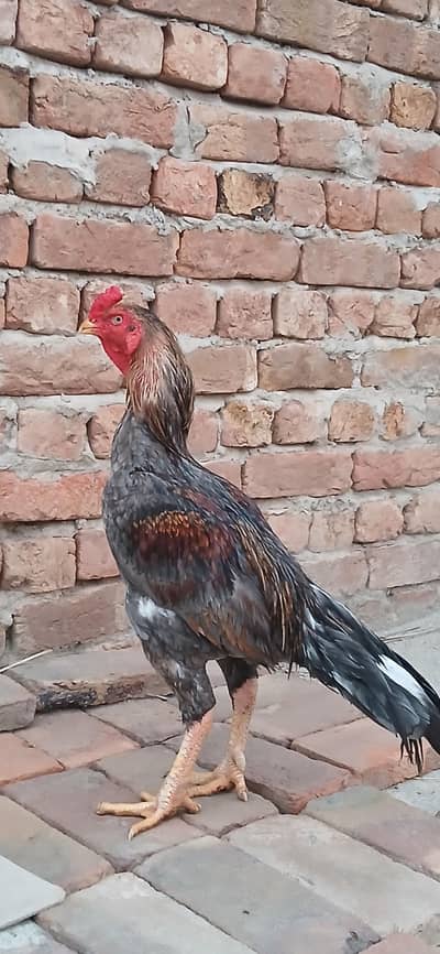 jis bhai ko chaheya watsaap pa rabta karin