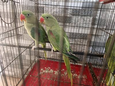 Raw parrots pair